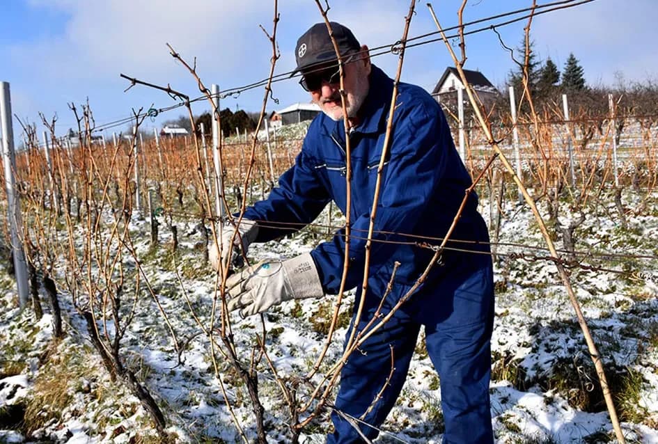 Vino s dušom Papuka: Obitelj Ostojić i njihova priča o graševini, rizlingu i merlotu