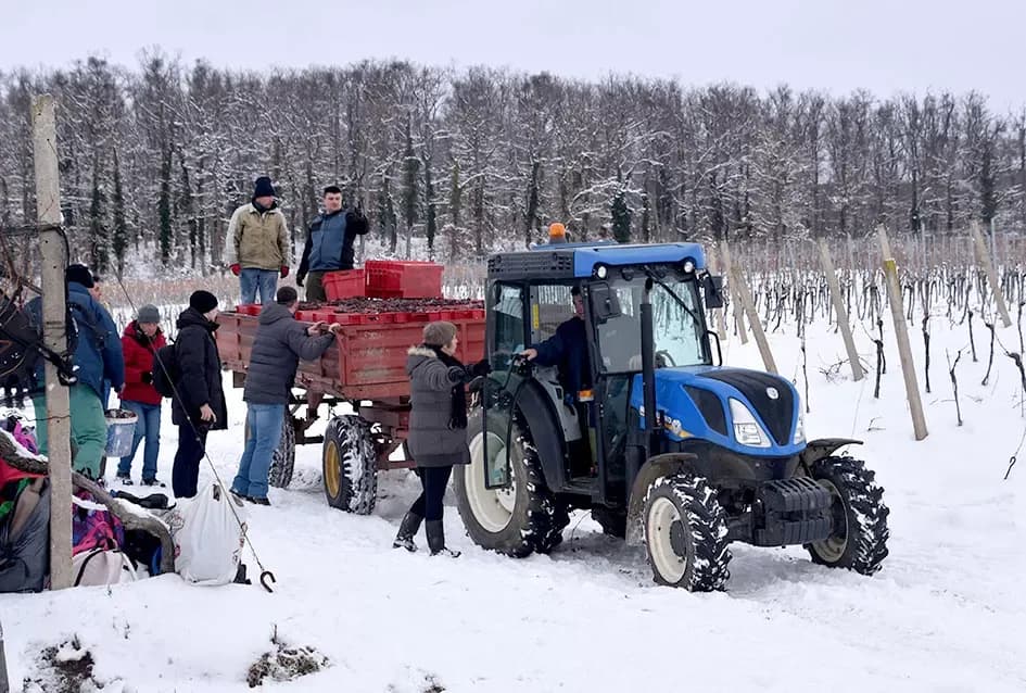Ledena magija na Hrnjevcu: Na -8,4 °C Kutjevo d.d. obavilo povijesnu berbu za vrhunska vina
