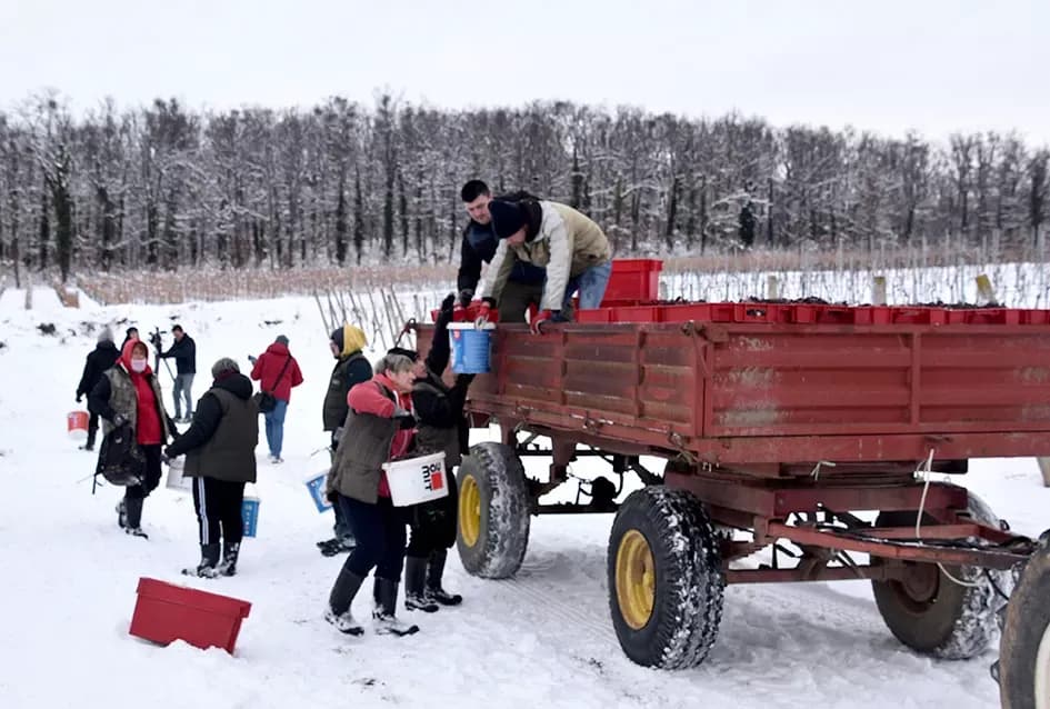 Ledena magija na Hrnjevcu: Na -8,4 °C Kutjevo d.d. obavilo povijesnu berbu za vrhunska vina
