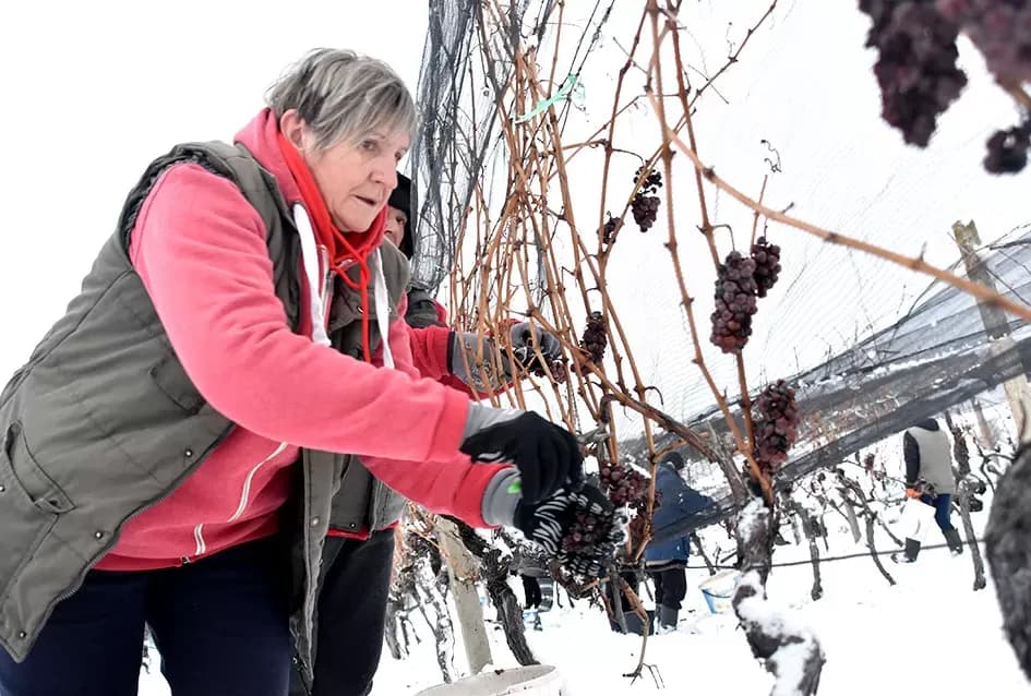 Ledena magija na Hrnjevcu: Na -8,4 °C Kutjevo d.d. obavilo povijesnu berbu za vrhunska vina