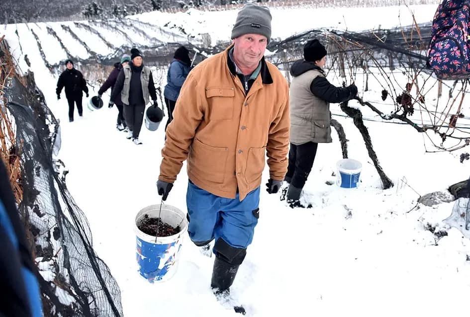 Ledena magija na Hrnjevcu: Na -8,4 °C Kutjevo d.d. obavilo povijesnu berbu za vrhunska vina