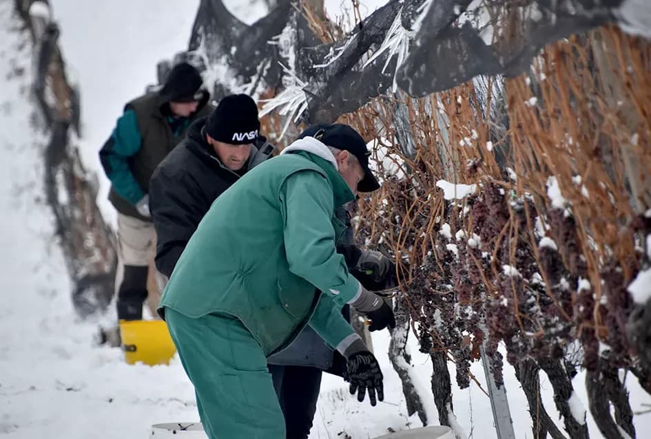 Ledena magija na Hrnjevcu: Na -8,4 °C Kutjevo d.d. obavilo povijesnu berbu za vrhunska vina