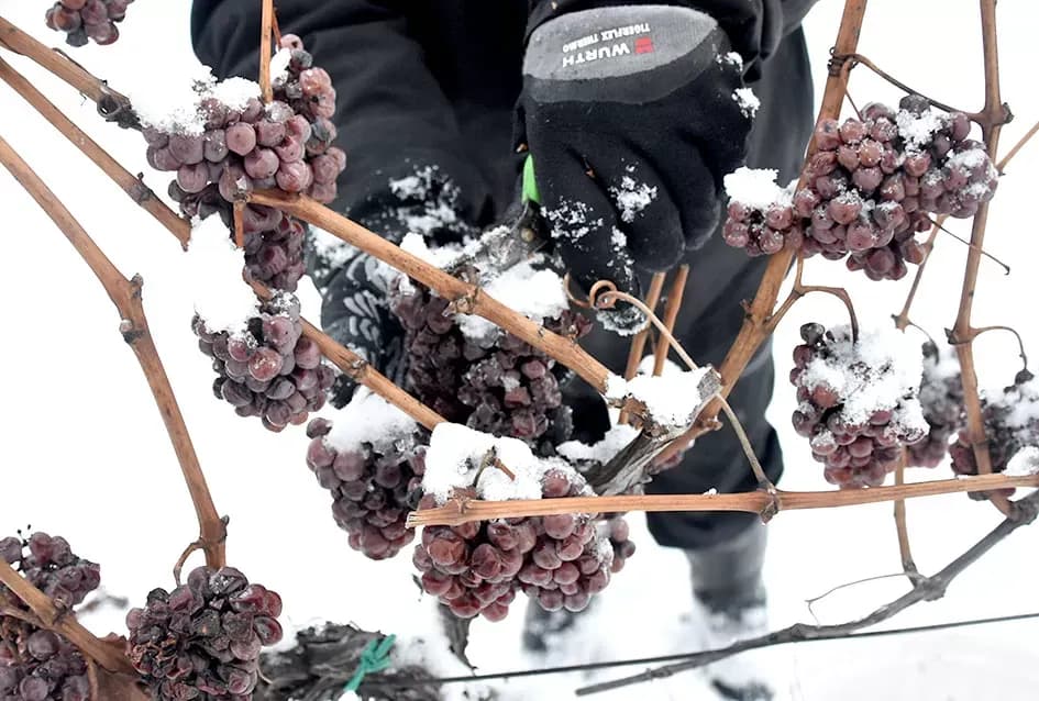 Ledena magija na Hrnjevcu: Na -8,4 °C Kutjevo d.d. obavilo povijesnu berbu za vrhunska vina
