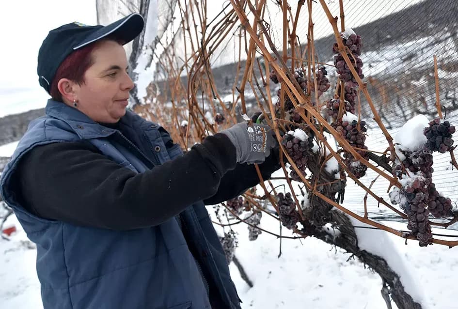 Ledena magija na Hrnjevcu: Na -8,4 °C Kutjevo d.d. obavilo povijesnu berbu za vrhunska vina