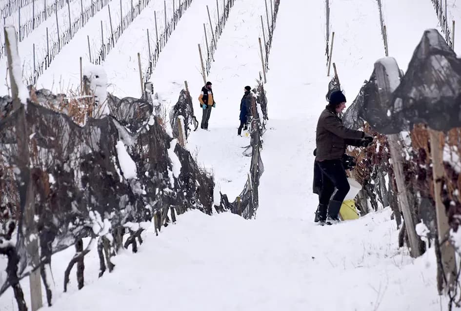 Ledena magija na Hrnjevcu: Na -8,4 °C Kutjevo d.d. obavilo povijesnu berbu za vrhunska vina