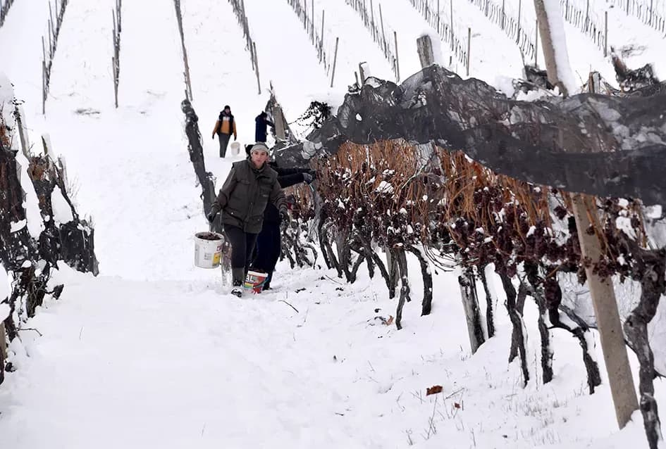 Ledena magija na Hrnjevcu: Na -8,4 °C Kutjevo d.d. obavilo povijesnu berbu za vrhunska vina