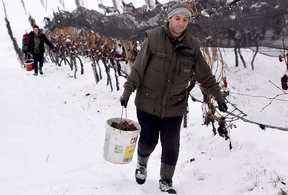 Ledena magija na Hrnjevcu: Na -8,4 °C Kutjevo d.d. obavilo povijesnu berbu za vrhunska vina