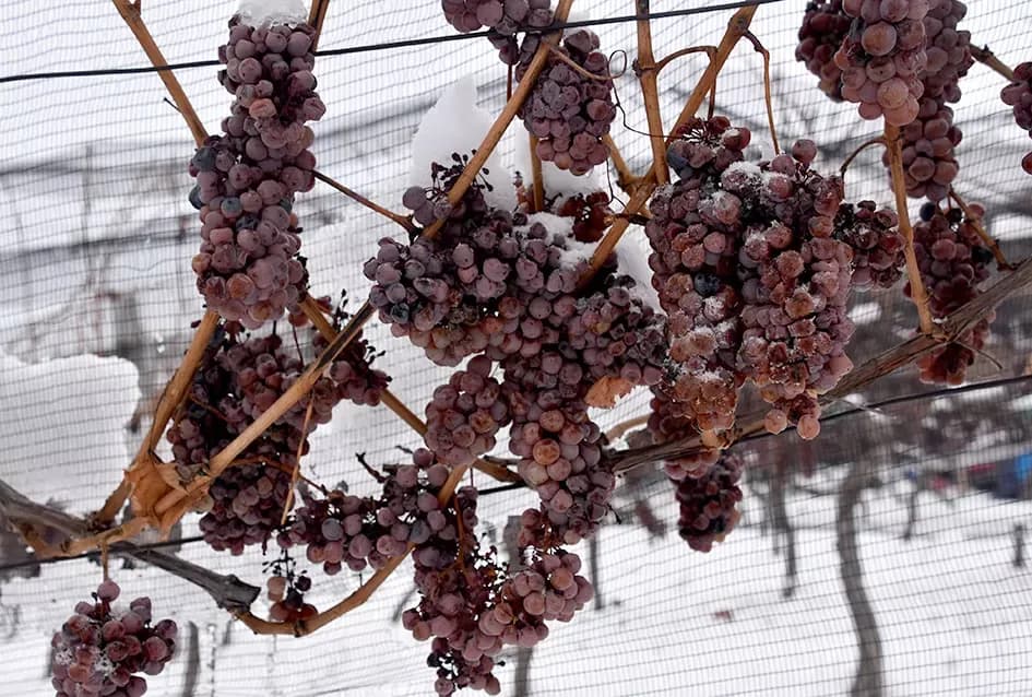 Ledena magija na Hrnjevcu: Na -8,4 °C Kutjevo d.d. obavilo povijesnu berbu za vrhunska vina