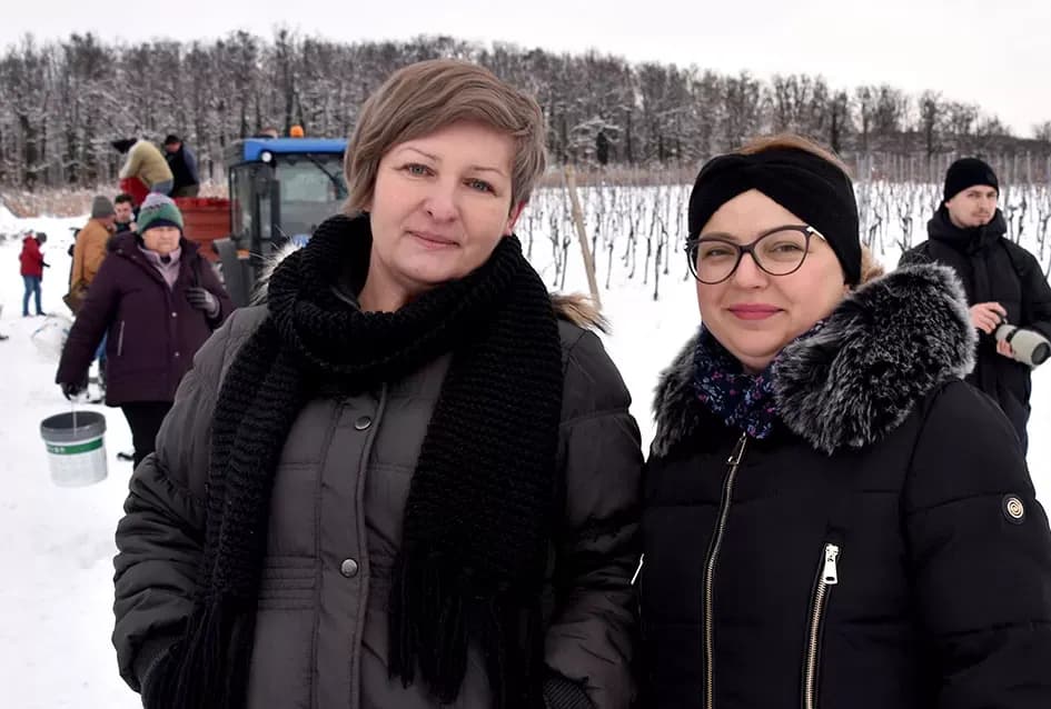 Ledena magija na Hrnjevcu: Na -8,4 °C Kutjevo d.d. obavilo povijesnu berbu za vrhunska vina