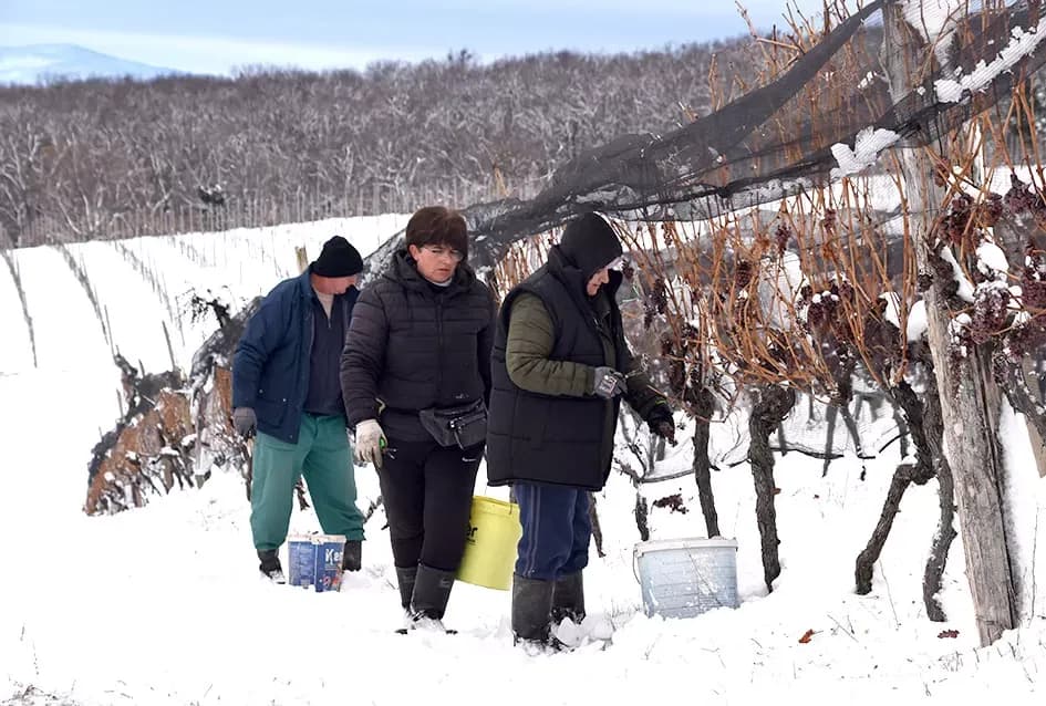 Ledena magija na Hrnjevcu: Na -8,4 °C Kutjevo d.d. obavilo povijesnu berbu za vrhunska vina