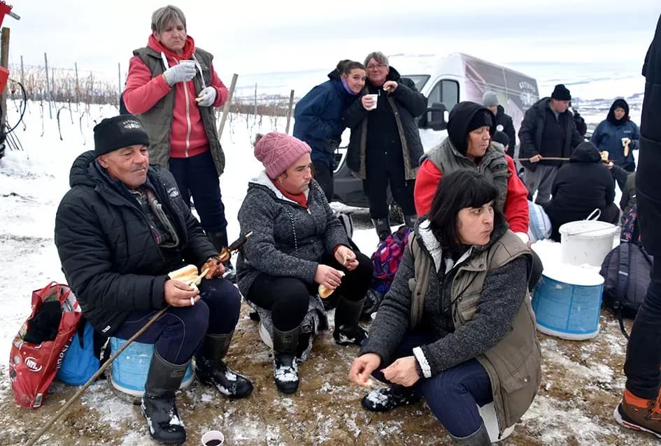 Ledena magija na Hrnjevcu: Na -8,4 °C Kutjevo d.d. obavilo povijesnu berbu za vrhunska vina