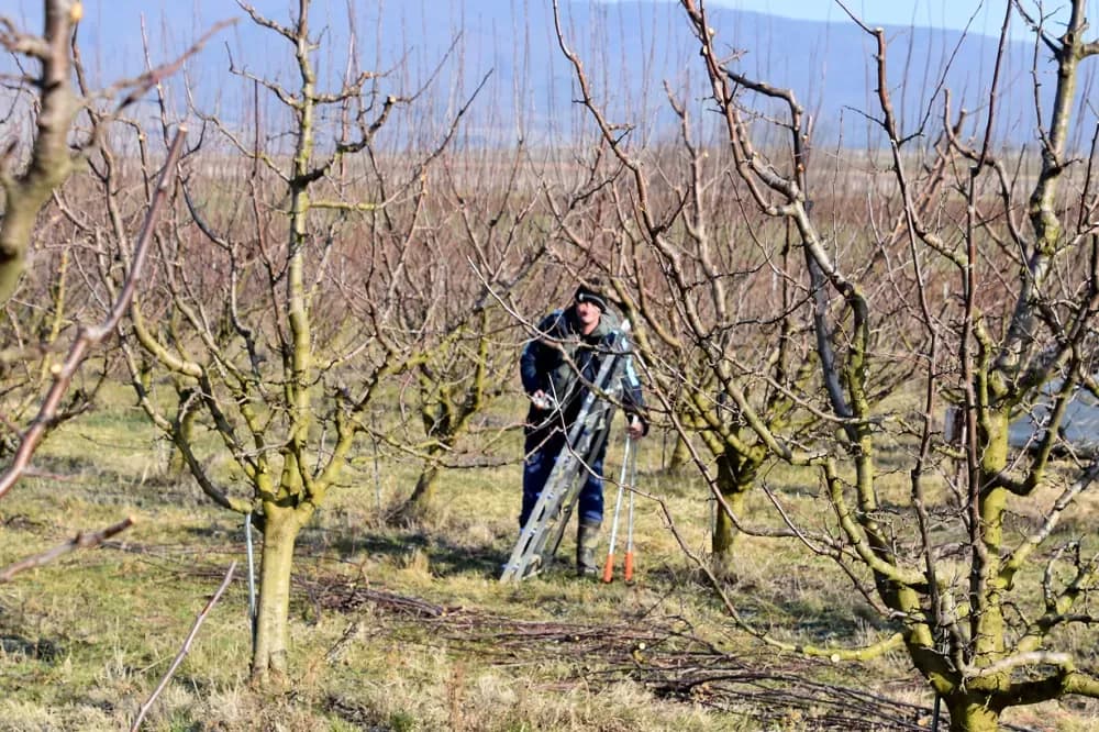 Tradicija koja ne poznaje odmor: Mladi agronom Josip Mitrović u zimskoj rezidbi obiteljskog šljivika