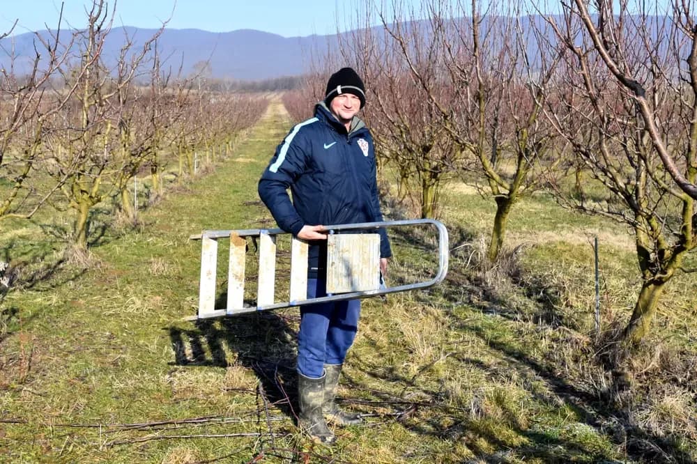 Tradicija koja ne poznaje odmor: Mladi agronom Josip Mitrović u zimskoj rezidbi obiteljskog šljivika