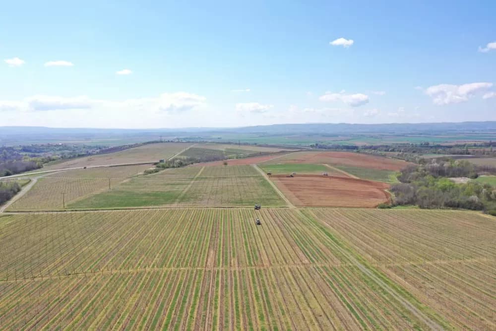 Požeško-slavonska županija u vrhu po nasadima vinove loze