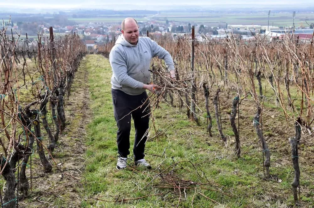 Dva desetljeća ljubavi prema lozi: Slavko Perić u rezidbi na brdu Šage