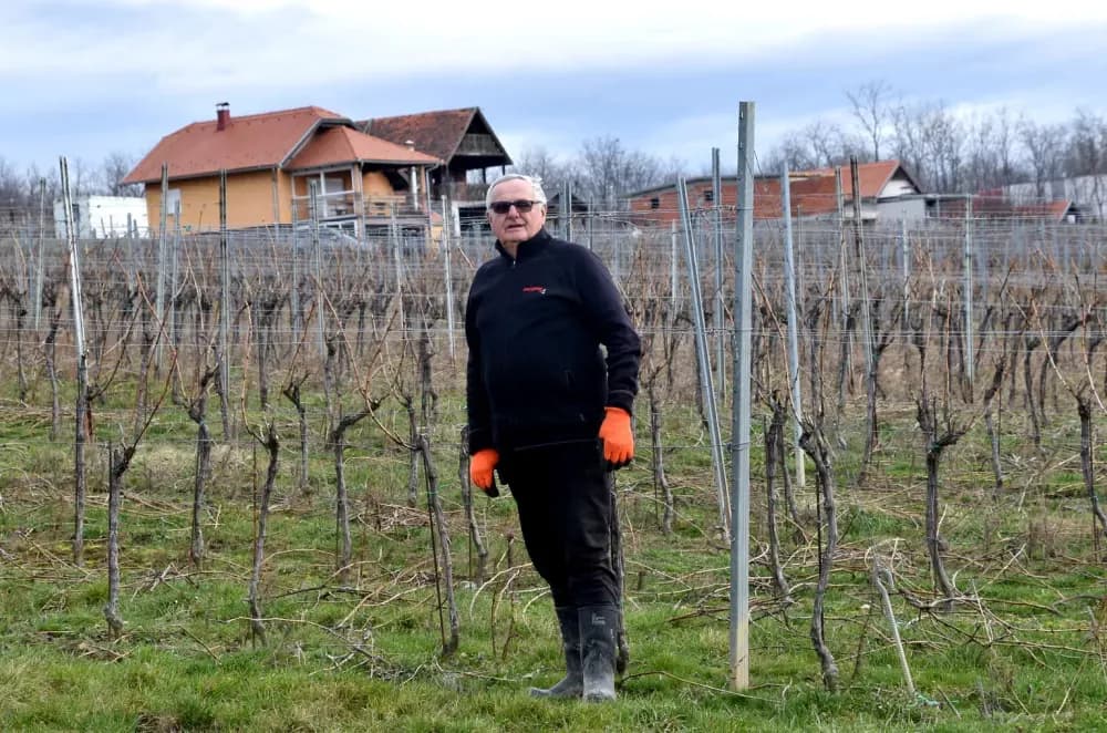 Dva desetljeća ljubavi prema lozi: Slavko Perić u rezidbi na brdu Šage