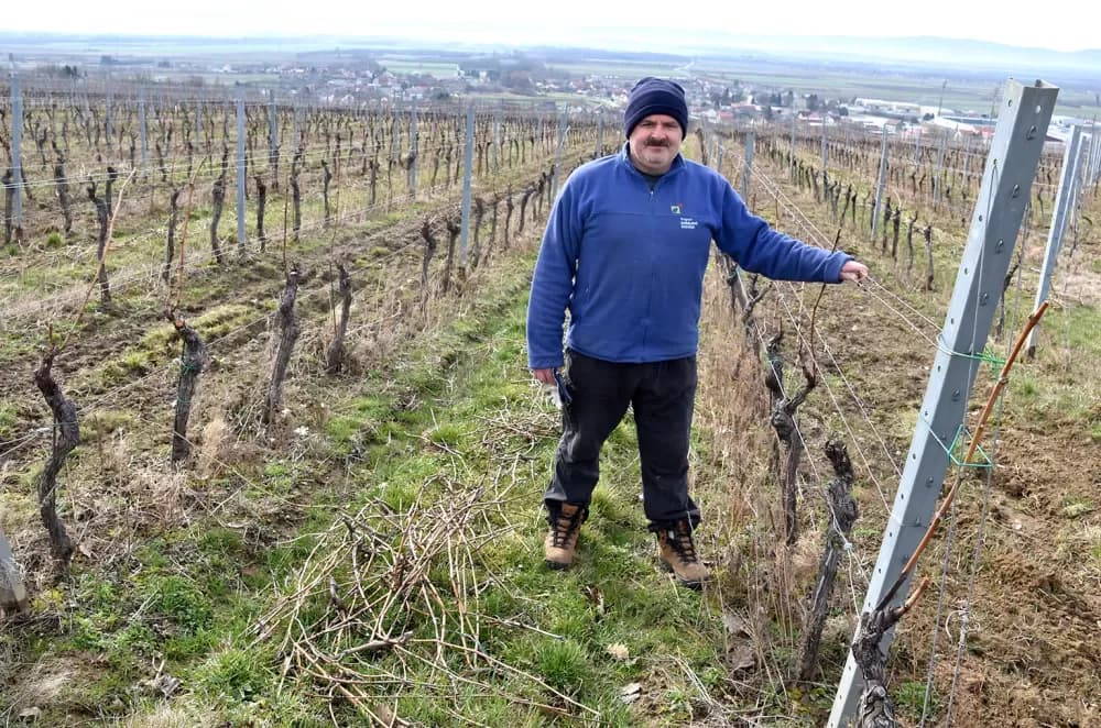 Dva desetljeća ljubavi prema lozi: Slavko Perić u rezidbi na brdu Šage