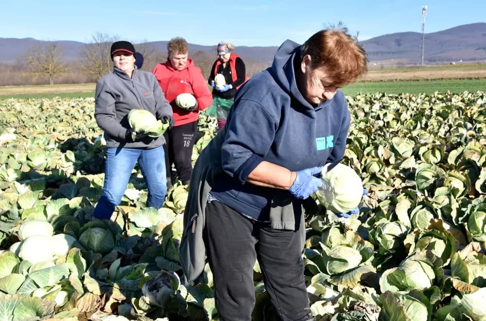 Kaptolski predvodnici povrtlarstva krenuli u berbu: Prve glavice kupusa obitelji Mikić već na putu za Zagreb