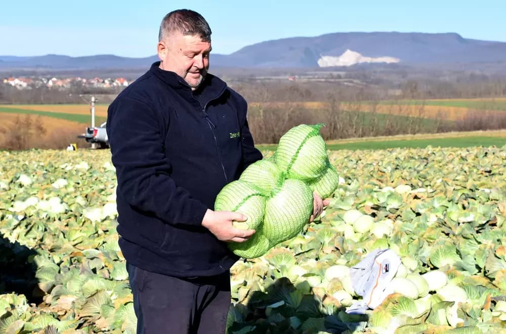 Kaptolski predvodnici povrtlarstva krenuli u berbu: Prve glavice kupusa obitelji Mikić već na putu za Zagreb