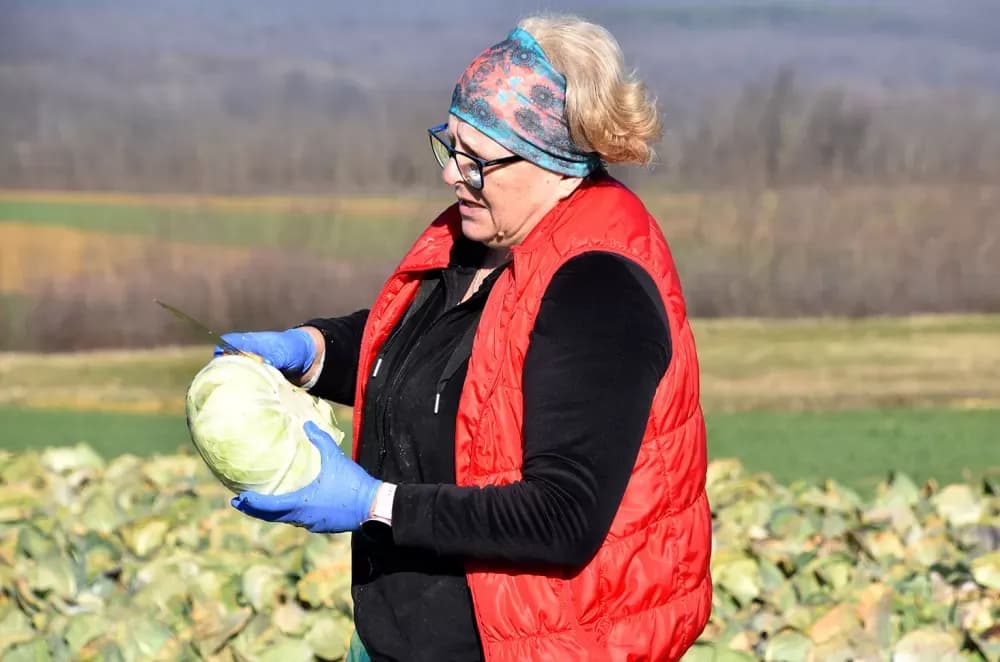 Kaptolski predvodnici povrtlarstva krenuli u berbu: Prve glavice kupusa obitelji Mikić već na putu za Zagreb