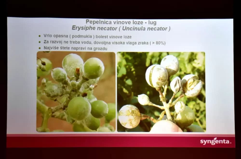 Kaptolački vinogradari i voćari spremni za sezonu: Stručno predavanje Syngente privuklo brojne proizvođače