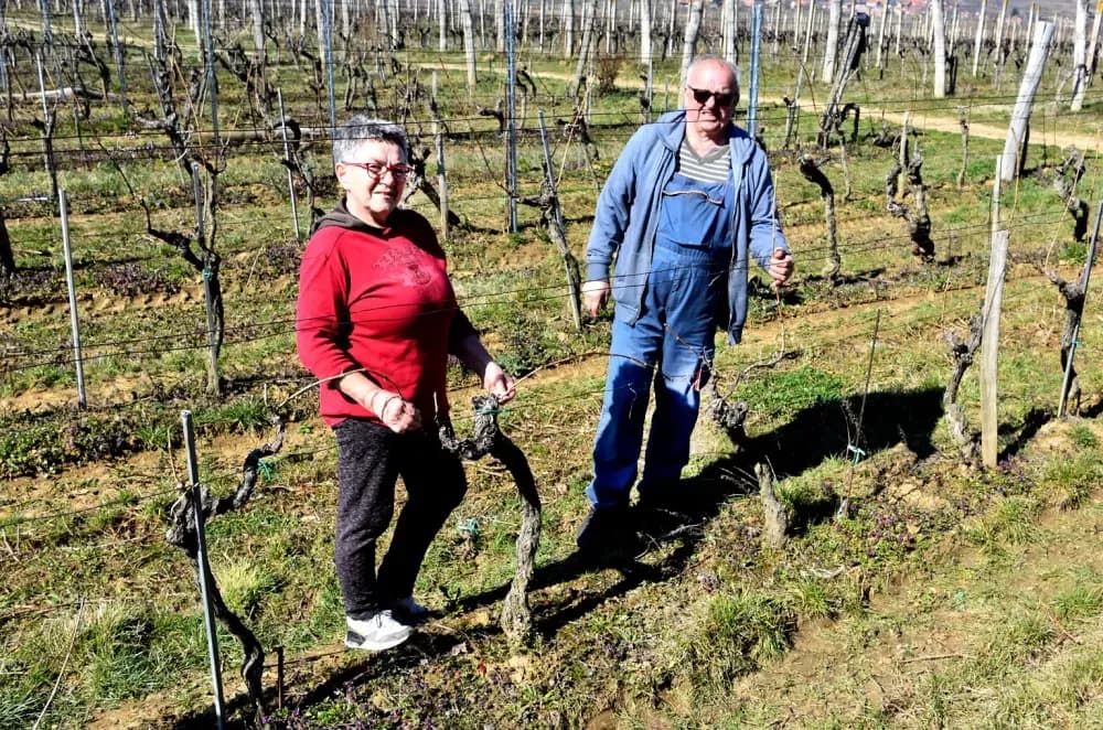 Vjerni  čuvari vinske kapljice: Obitelj Paulić, pola stoljeća tradicije podno Mitrovca