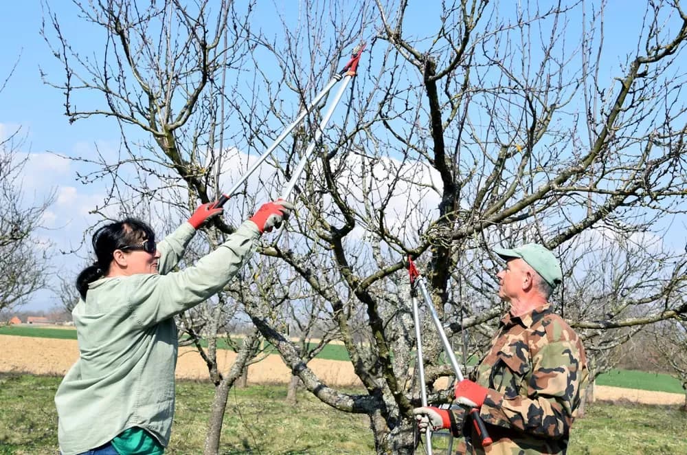 Ljubav koja cvjeta u voćnjaku: Bračni par Jelčić pomaže prijatelju u rezidbi šljiva