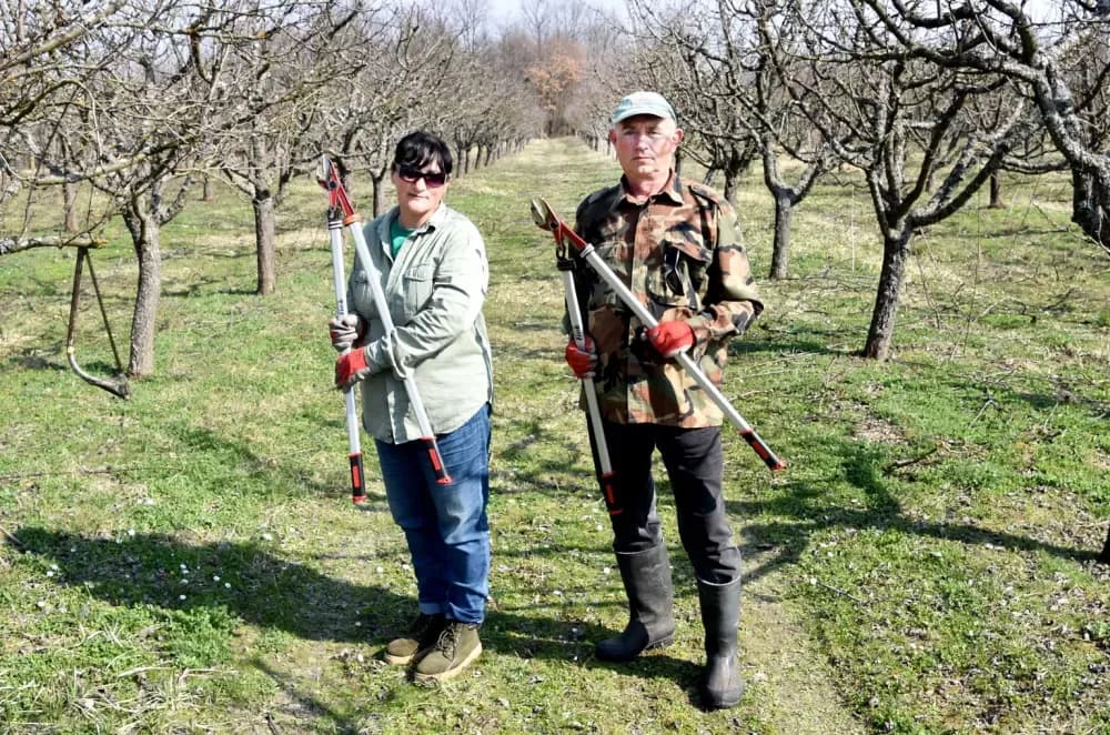Ljubav koja cvjeta u voćnjaku: Bračni par Jelčić pomaže prijatelju u rezidbi šljiva