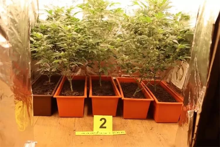 Kriminalistička policija razotkrila kućni laboratorij za uzgoj droge