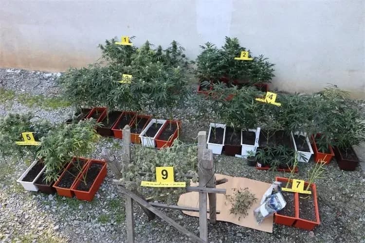 Kriminalistička policija razotkrila kućni laboratorij za uzgoj droge