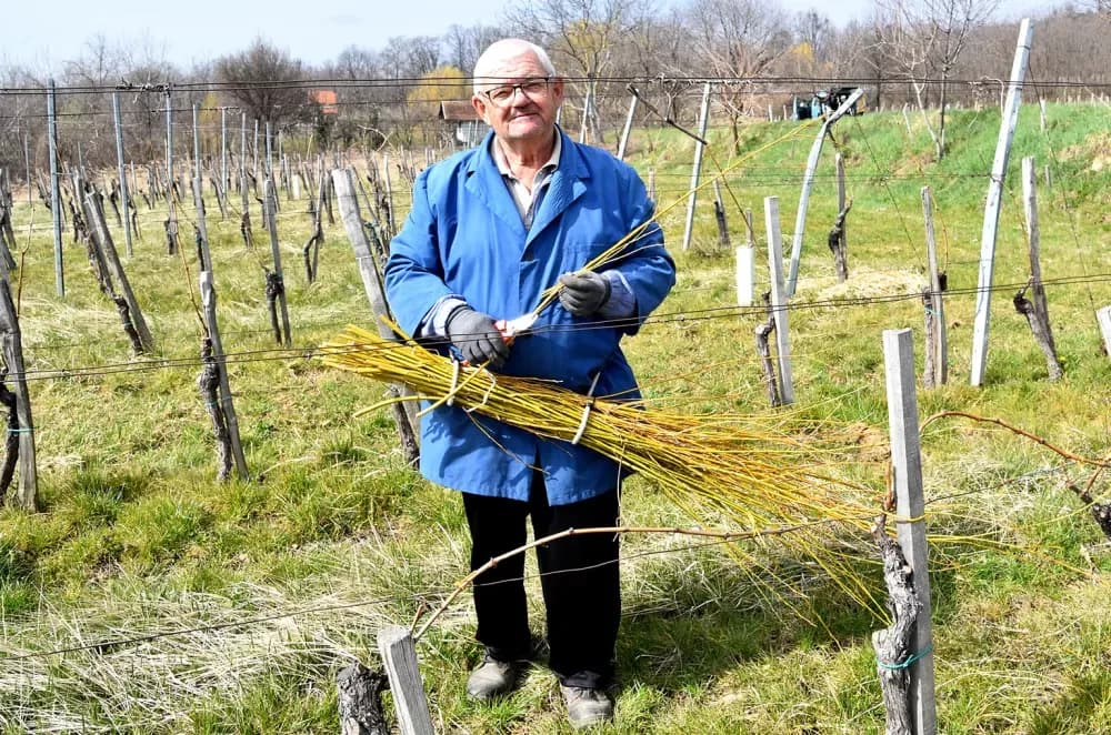 Tradicija kutjevačkog kraja: Na Mačevom brdu loza se veže vrbovim prućem