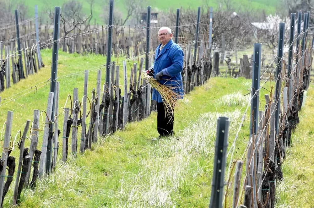 Tradicija kutjevačkog kraja: Na Mačevom brdu loza se veže vrbovim prućem