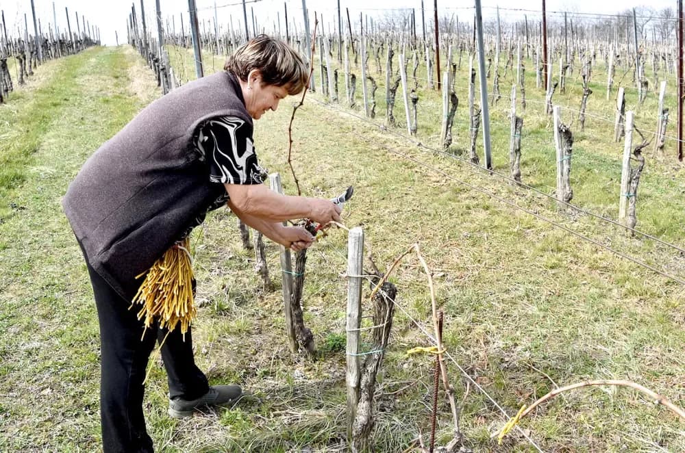 Tradicija kutjevačkog kraja: Na Mačevom brdu loza se veže vrbovim prućem