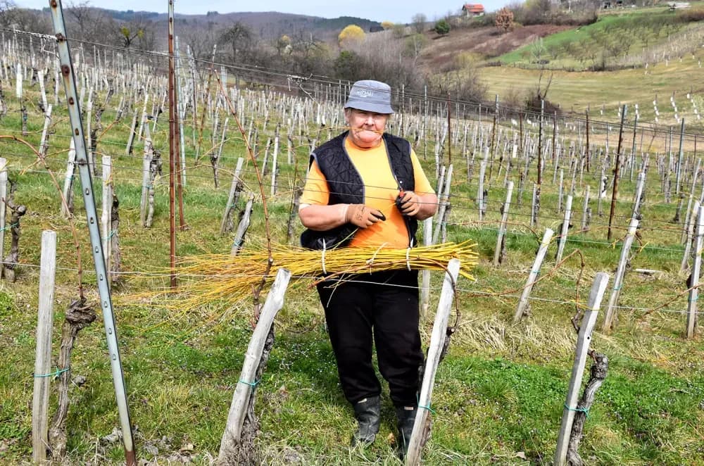 Tradicija kutjevačkog kraja: Na Mačevom brdu loza se veže vrbovim prućem