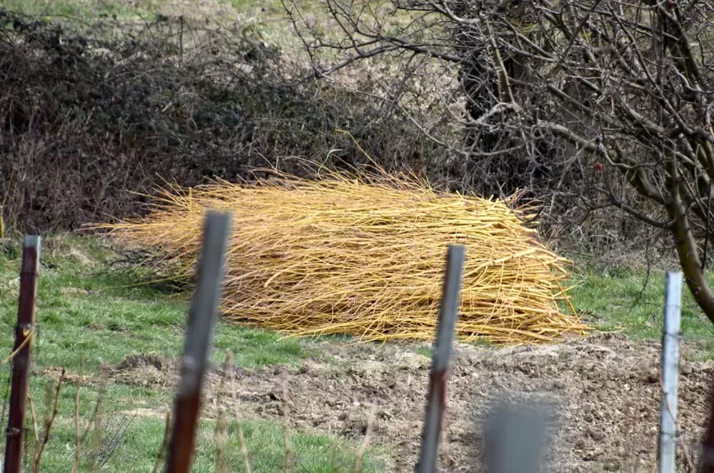 Tradicija kutjevačkog kraja: Na Mačevom brdu loza se veže vrbovim prućem