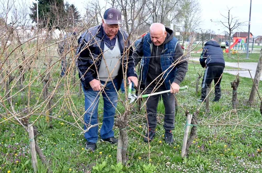 Članovi udruge ʼVino-Kapʼ orezali lozu uoči blagdana sv. Josipa