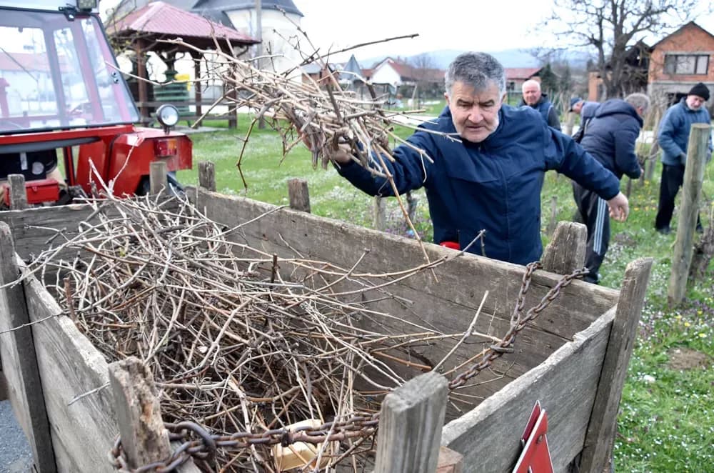 Članovi udruge ʼVino-Kapʼ orezali lozu uoči blagdana sv. Josipa