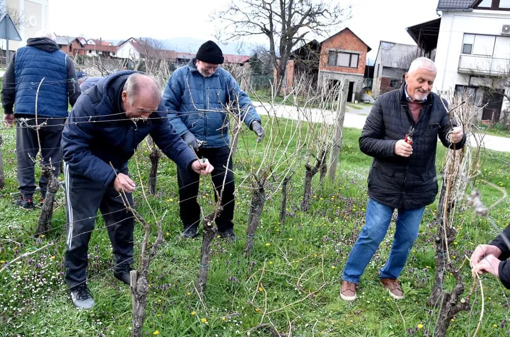 Članovi udruge ʼVino-Kapʼ orezali lozu uoči blagdana sv. Josipa