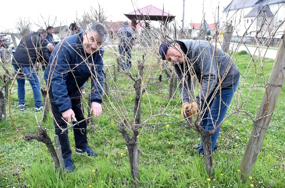 Članovi udruge ʼVino-Kapʼ orezali lozu uoči blagdana sv. Josipa