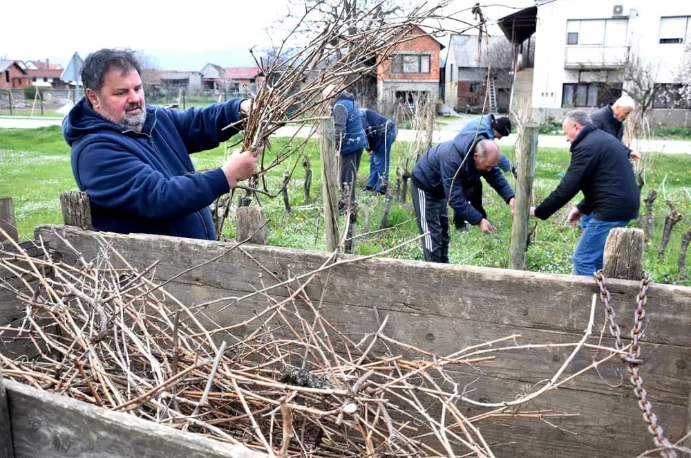 Članovi udruge ʼVino-Kapʼ orezali lozu uoči blagdana sv. Josipa