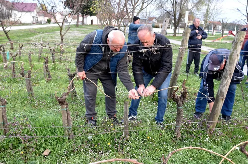 Članovi udruge ʼVino-Kapʼ orezali lozu uoči blagdana sv. Josipa