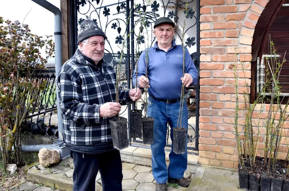 Zaboravljeni dragulj: Kutjevački vinogradari vraćaju vinogradarsku breskvu  tamo gdje pripada