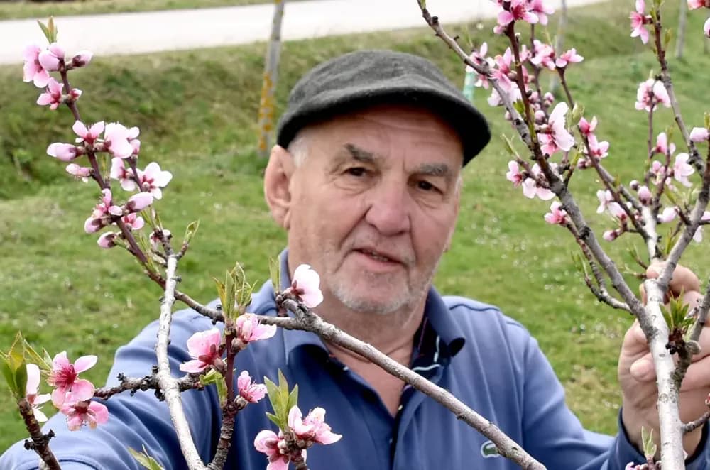 Zaboravljeni dragulj: Kutjevački vinogradari vraćaju vinogradarsku breskvu  tamo gdje pripada