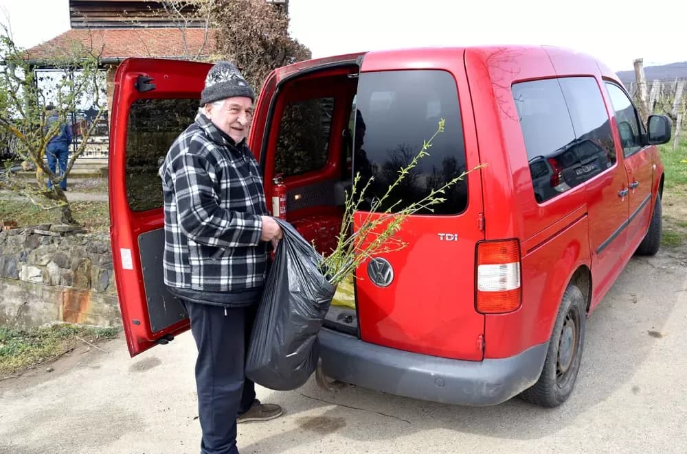 Zaboravljeni dragulj: Kutjevački vinogradari vraćaju vinogradarsku breskvu  tamo gdje pripada