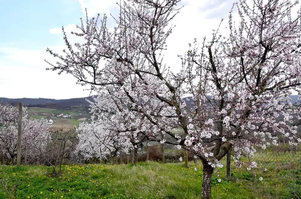 Zaboravljeni dragulj: Kutjevački vinogradari vraćaju vinogradarsku breskvu  tamo gdje pripada