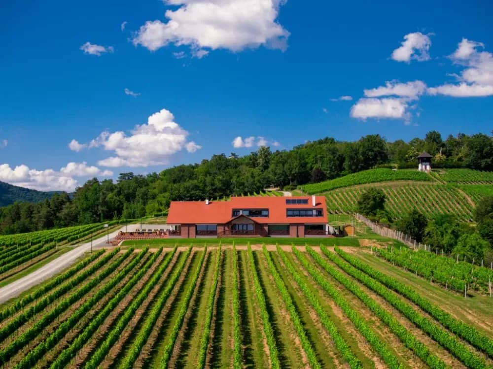 Proslave u ambijentu kutjevačkih vinograda