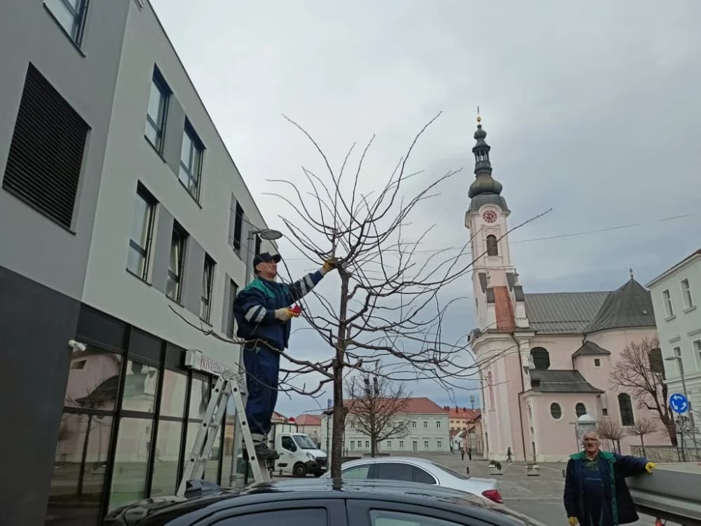 Orezivanje drveća
