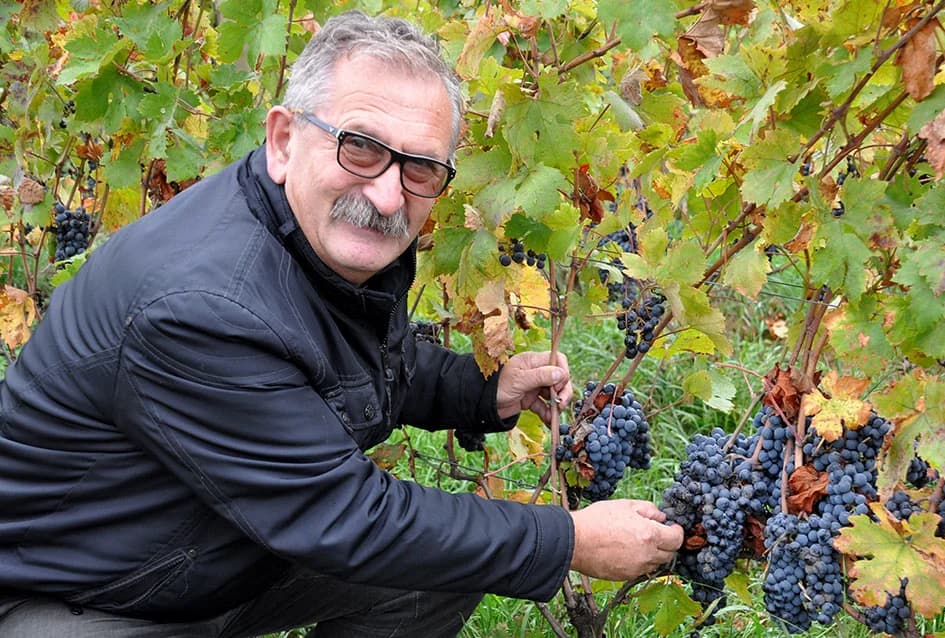 VINOGRADARSTVO I PODRUMARSTVO KRAUTHAKER IZ KUTJEVA: Razvili vlastiti model kooperacije