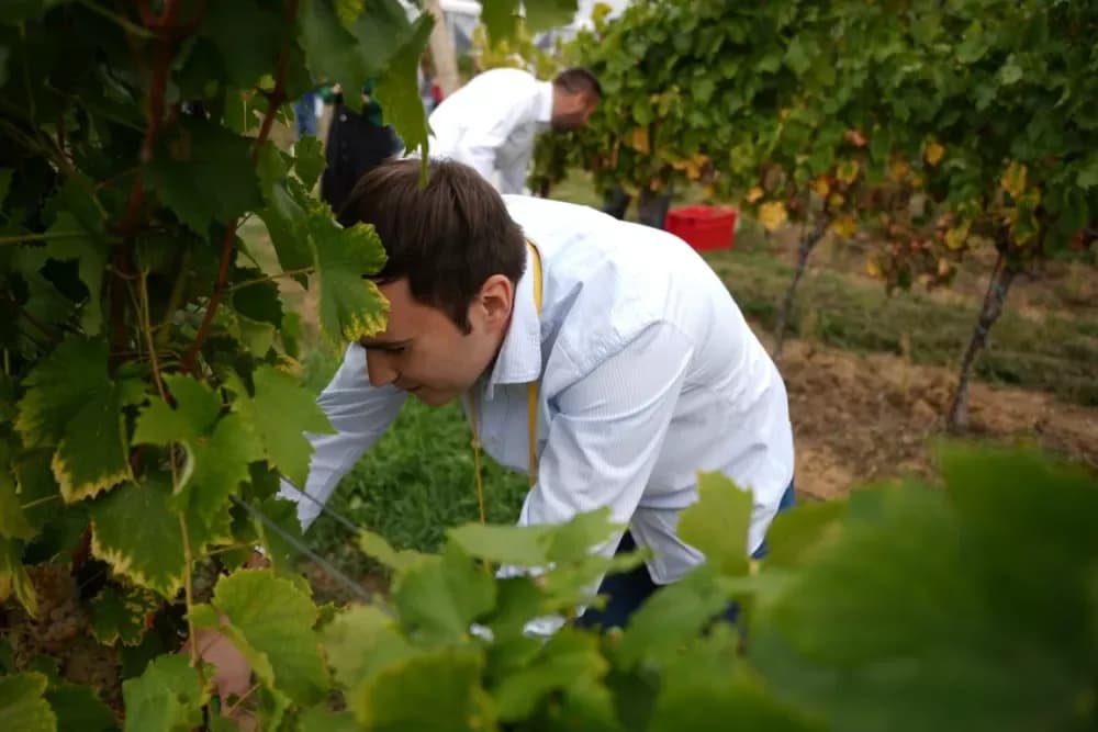 (FOTOGALERIJA) Dan berbe u Vinariji Kutjevo d.d. uz zanimljiva natjecanja