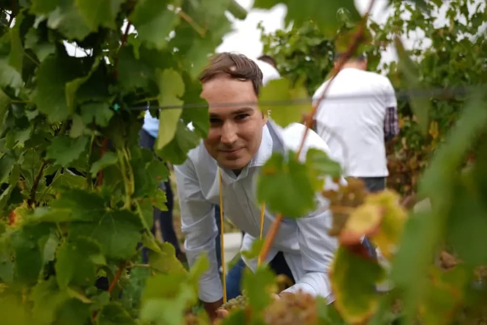 (FOTOGALERIJA) Dan berbe u Vinariji Kutjevo d.d. uz zanimljiva natjecanja